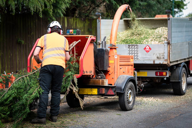 Best Arborist Consultation Services  in Grand Haven, MI