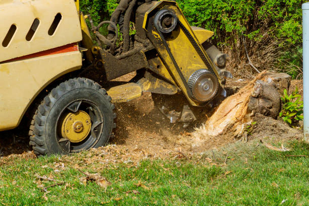 Best Storm Damage Tree Cleanup  in Grand Haven, MI