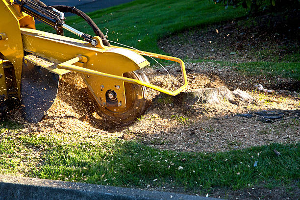 How Our Tree Care Process Works  in  Grand Haven, MI